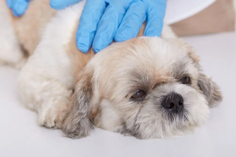 Quand vacciner les chiens contre la pyroplasmose
