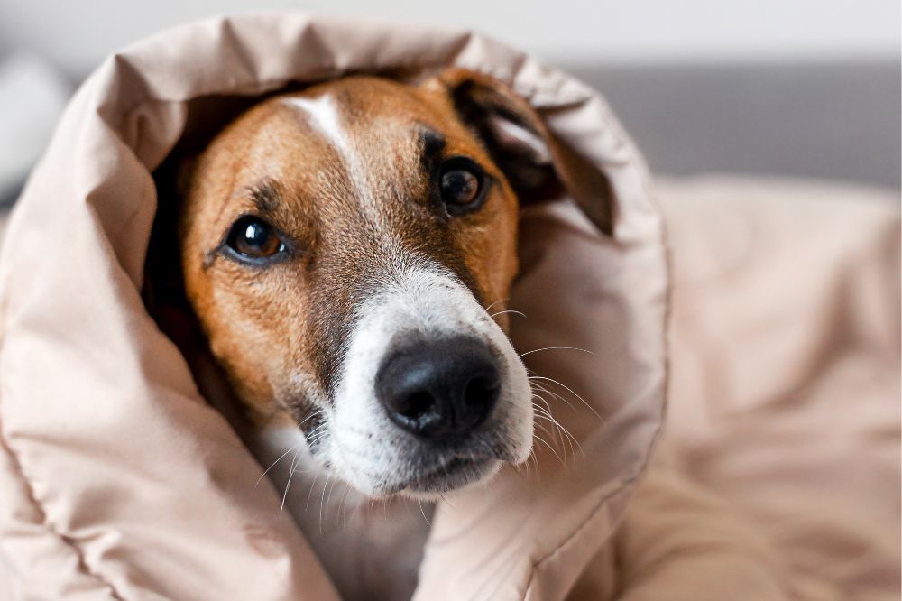Quelle différence entre un éternuement inverse et un effondrement trachéal