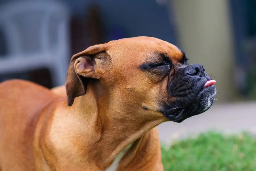 Qu'est-ce que l'éternuement inversé et pourquoi votre chien en souffre-t-il ?