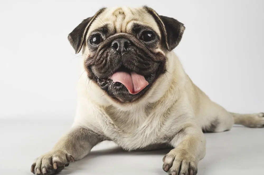 Questa razza di cani e piu incline a soffrire di dermatite