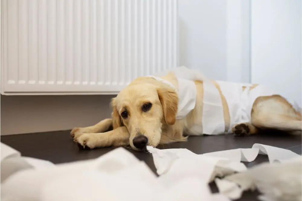 Remèdes maison pour la diarrhée des chiens