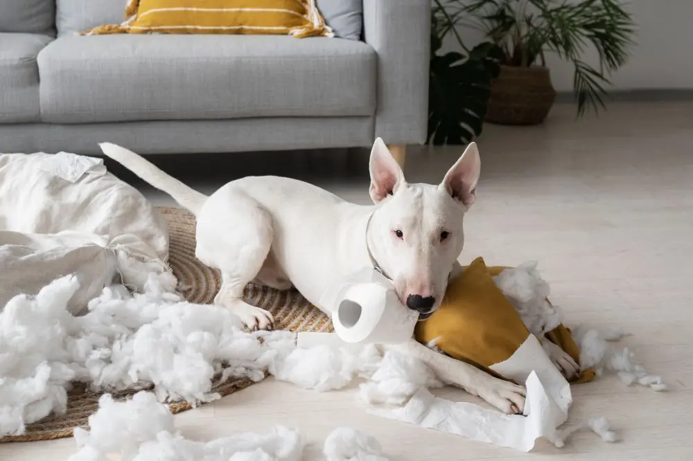 Sintomi dell'ansia da separazione nei cani