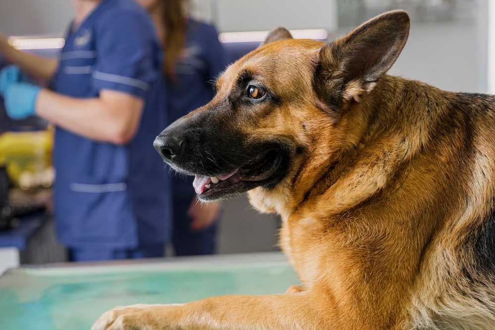 Sintomi di problemi cardiaci nel cane