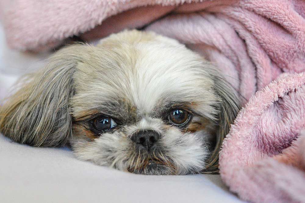 Suggerimenti per i cani con diabete