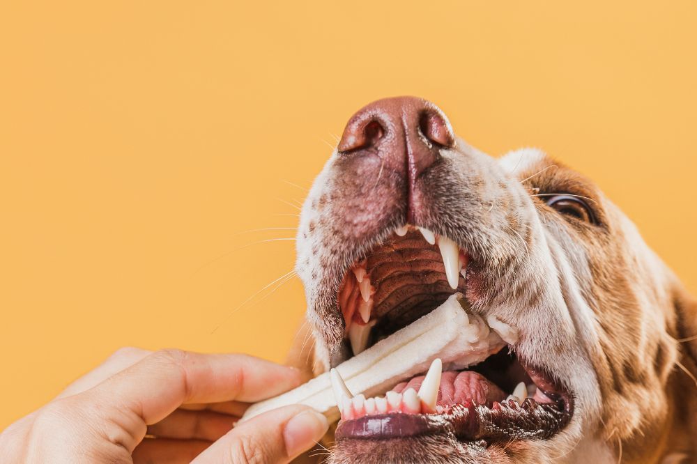 Symptômes de l’inflammation des gencives chez le chien