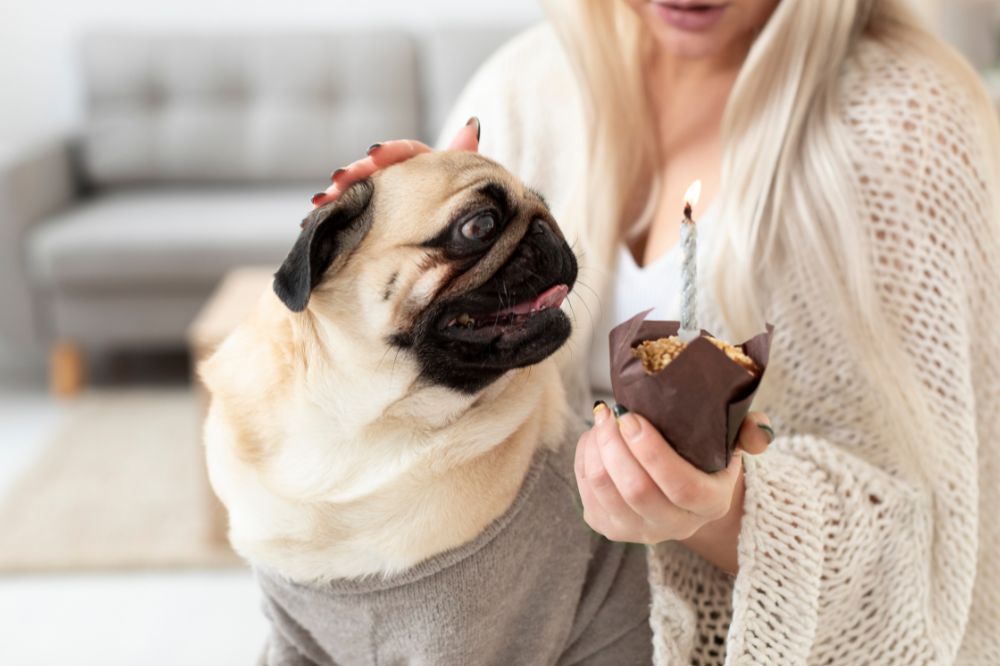 Symptômes de l’intoxication alimentaire de votre chien