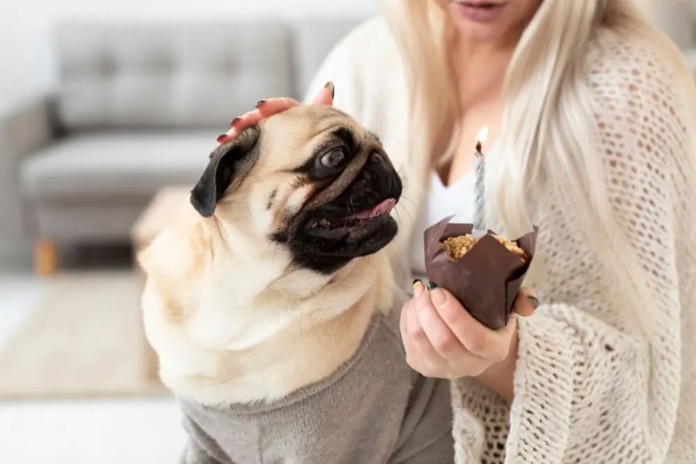Symptômes de l’intoxication alimentaire de votre chien