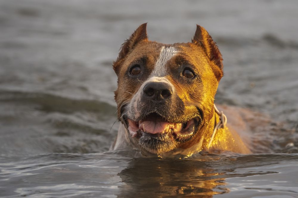 Traitement après un coup de chaleur chez le chien