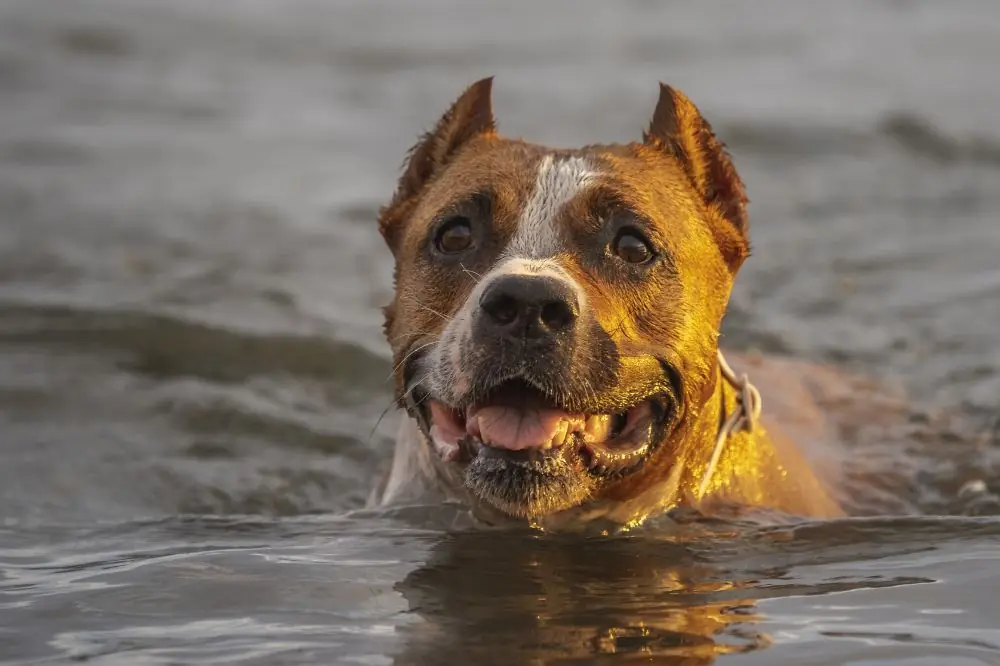 Traitement après un coup de chaleur chez le chien