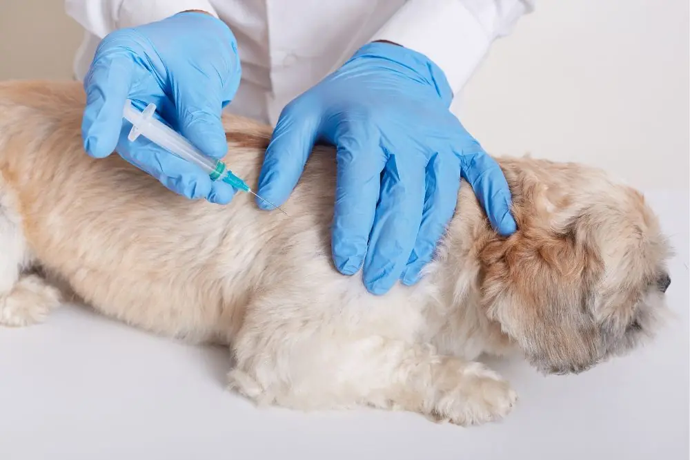 Traitement de la pyroplasmose chez le chien