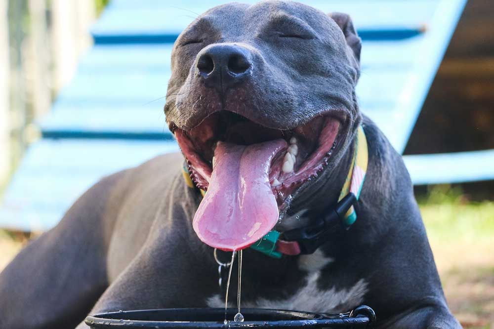 Trattamenti efficaci per il vomito d'acqua