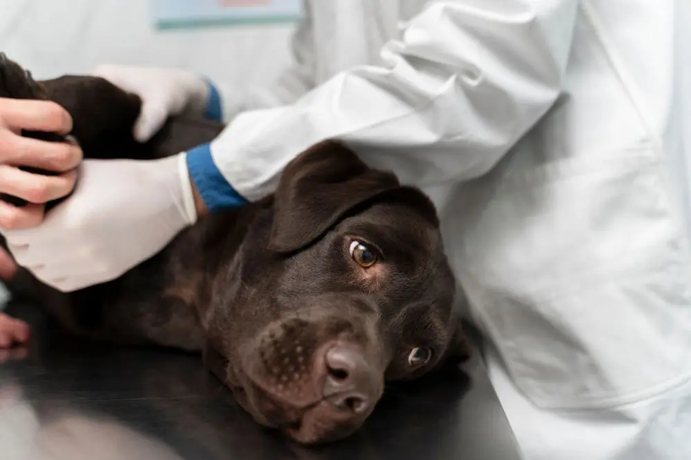 Tutto ciò che devi sapere sulla difficoltà respiratoria del cane: come riconoscerla e come aiutarlo