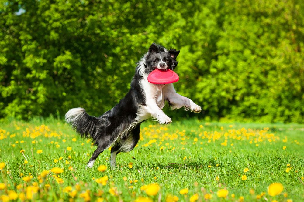 border collie jugando