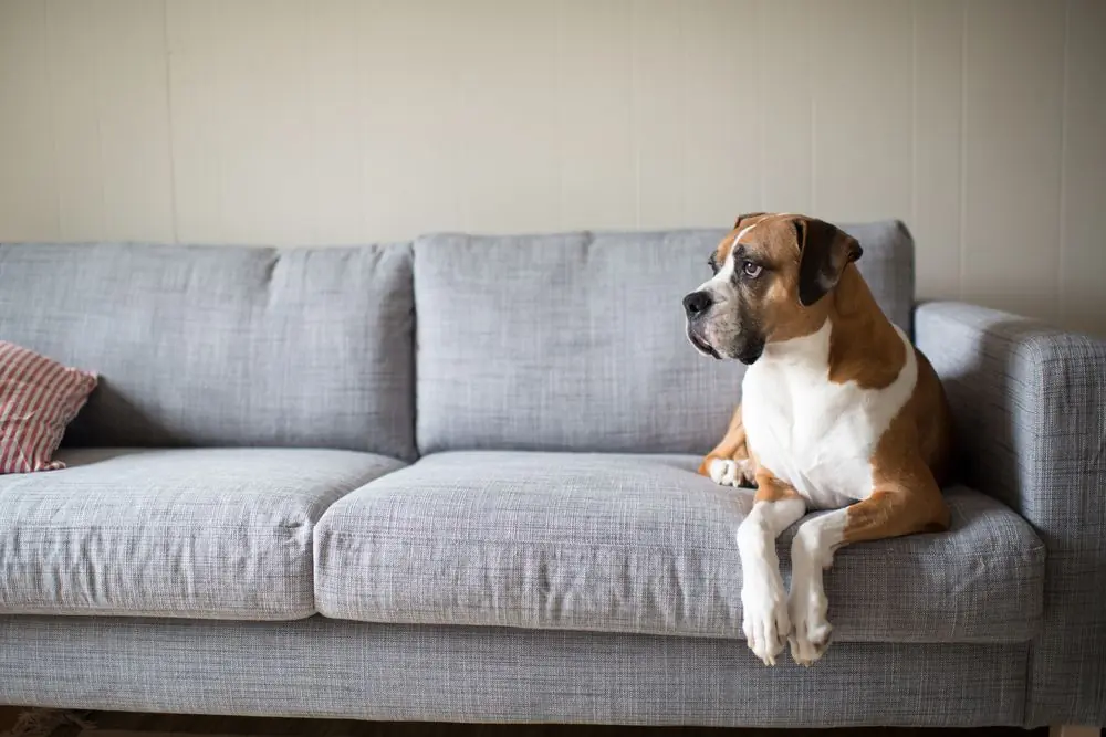 Boxer,Mix,Dog,Laying,On,Gray,Sofa,At,Home,Looking