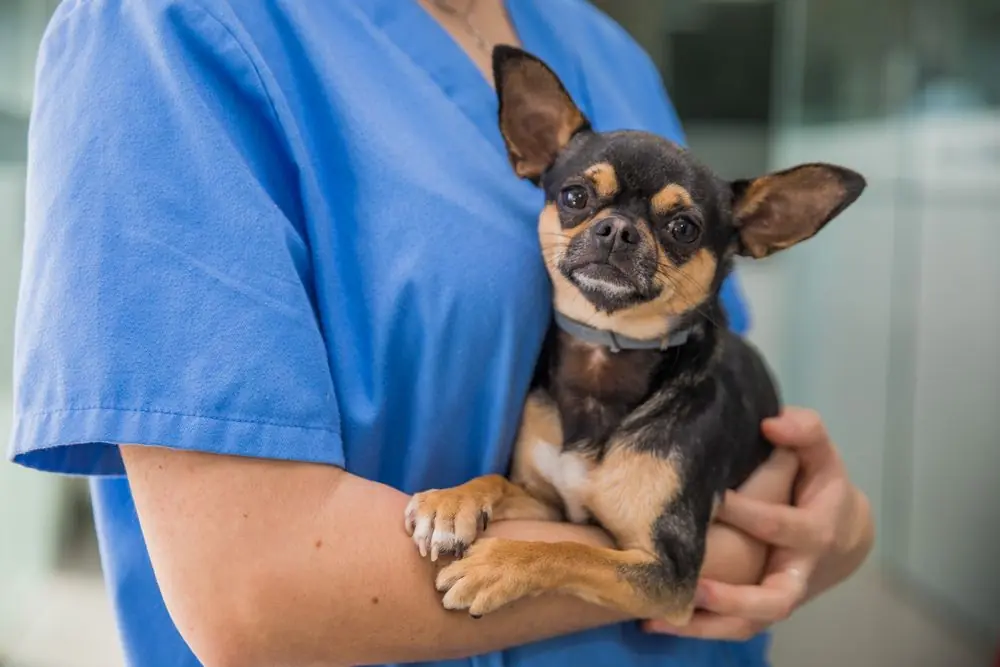 Bronchite canina: come riconoscerla e curarla efficacemente