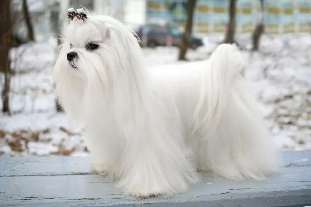 cane maltese