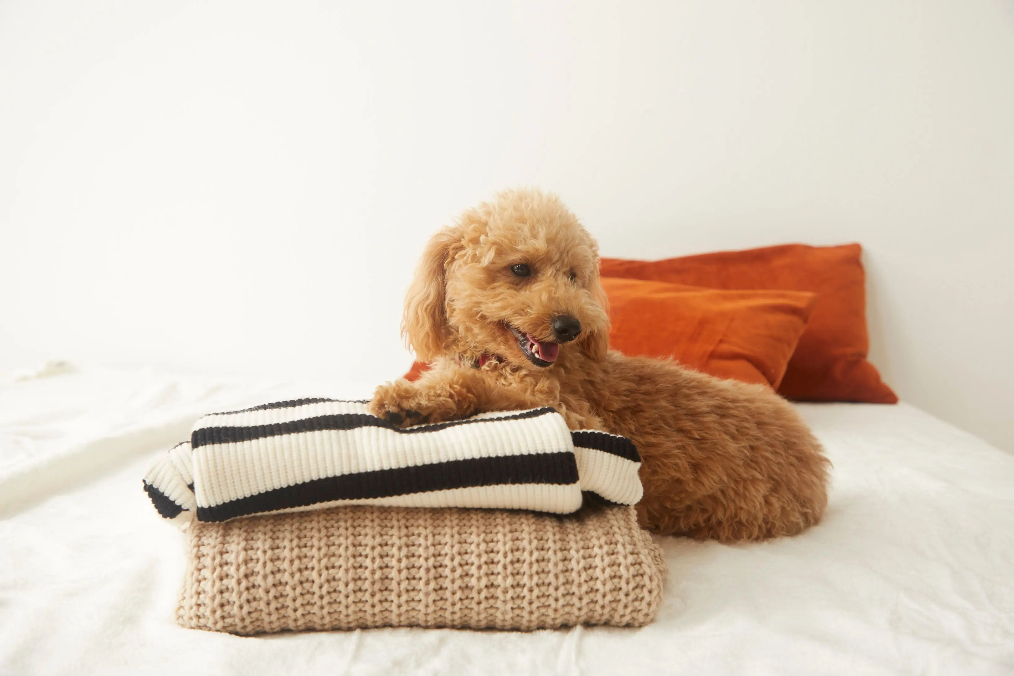 caniche toy