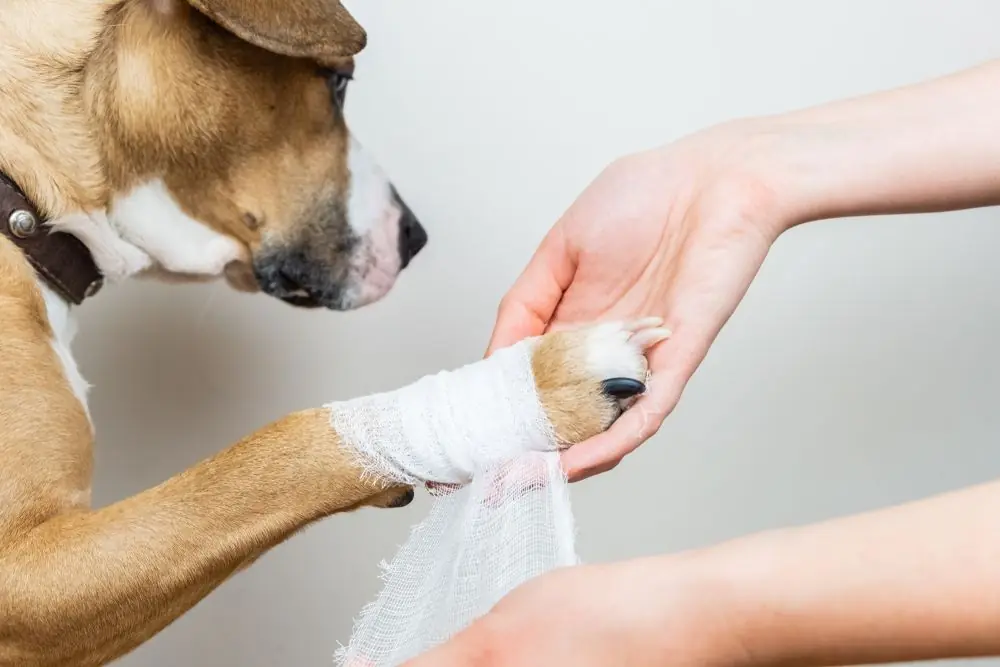 Donnez à votre Chien Les Premiers Secours : Le Guide Essentiel !