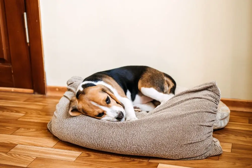 chien mal de ventre