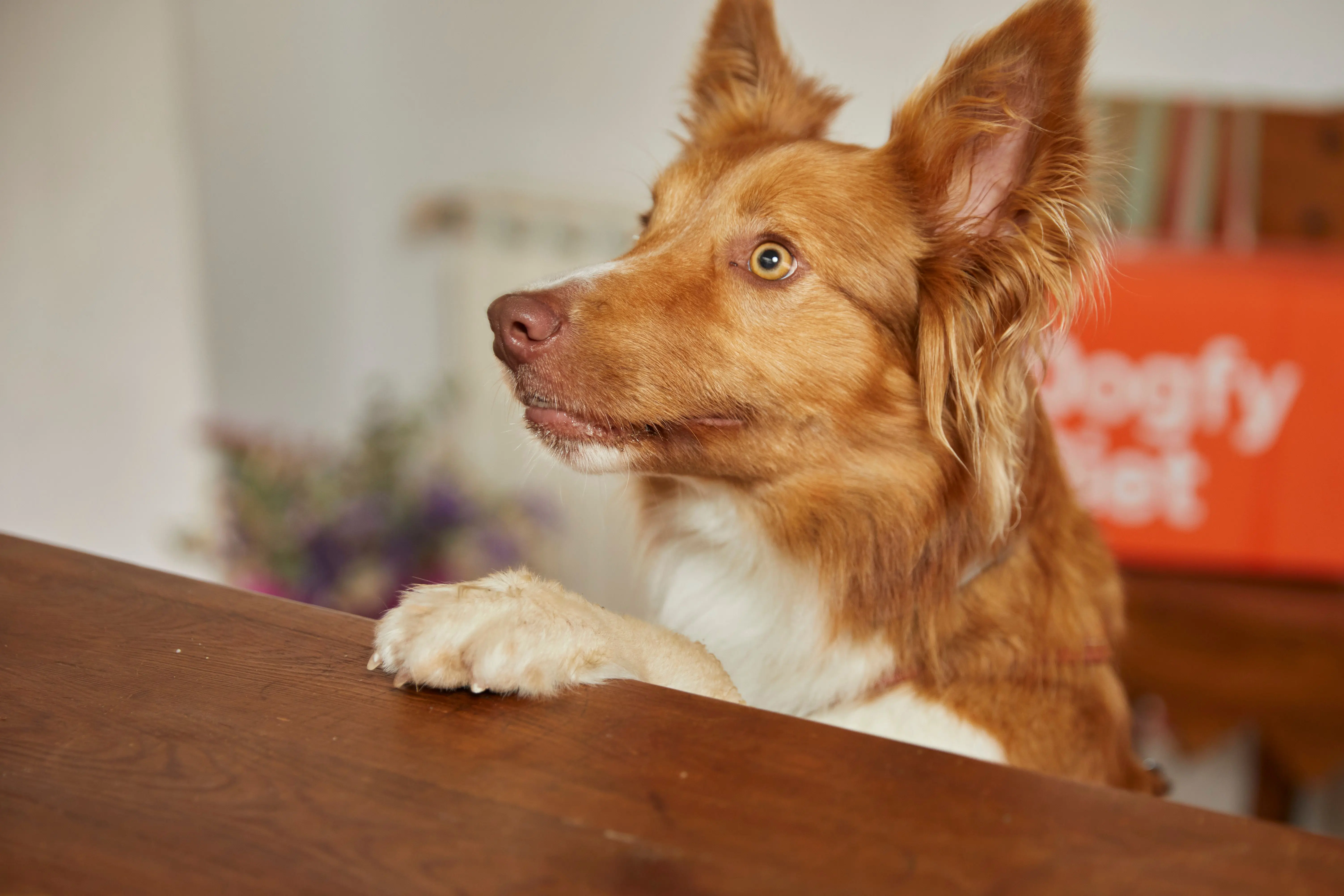 collie marron