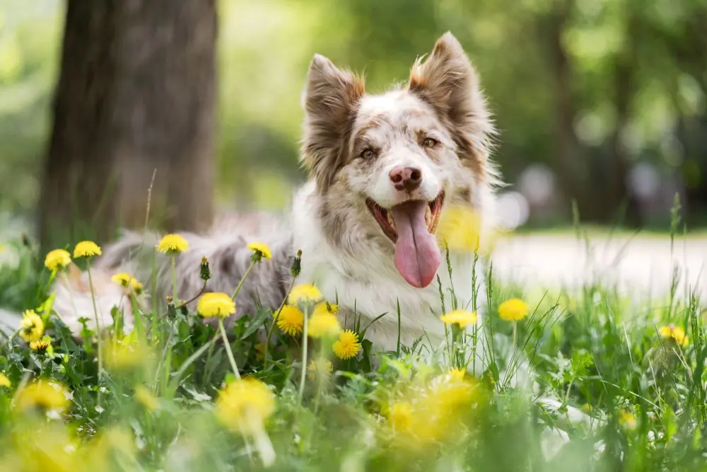 Ehrlichiosi canina: come prevenire questa malattia nel tuo cane