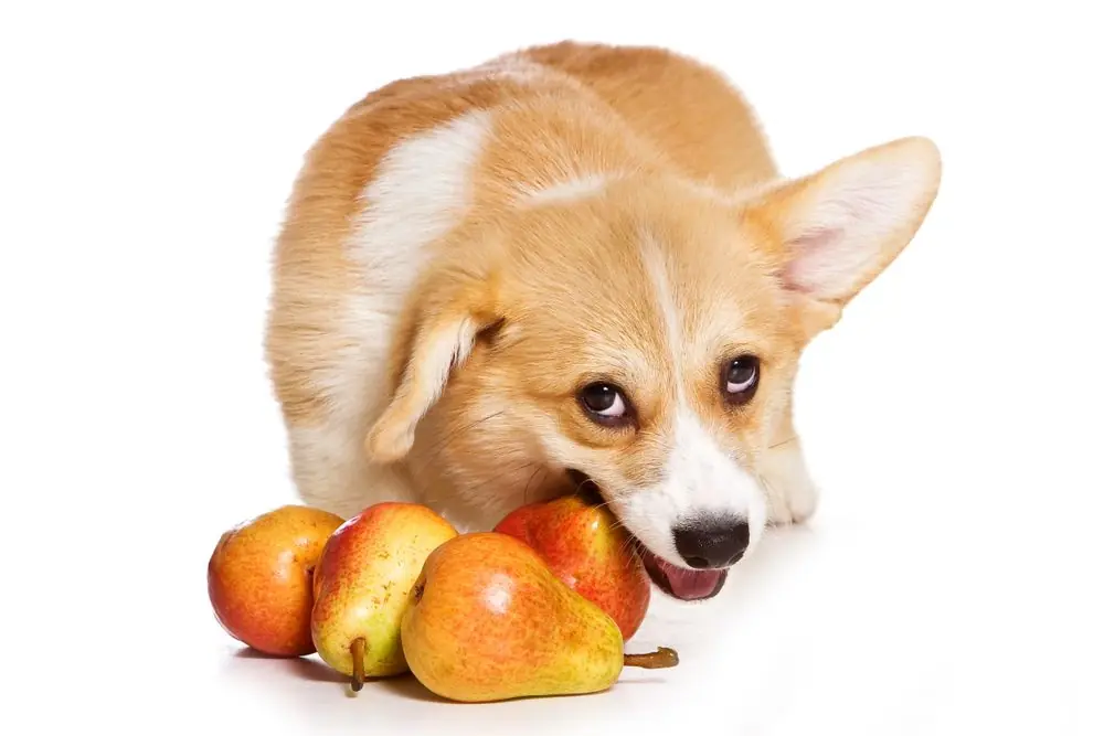fruta apta para perros