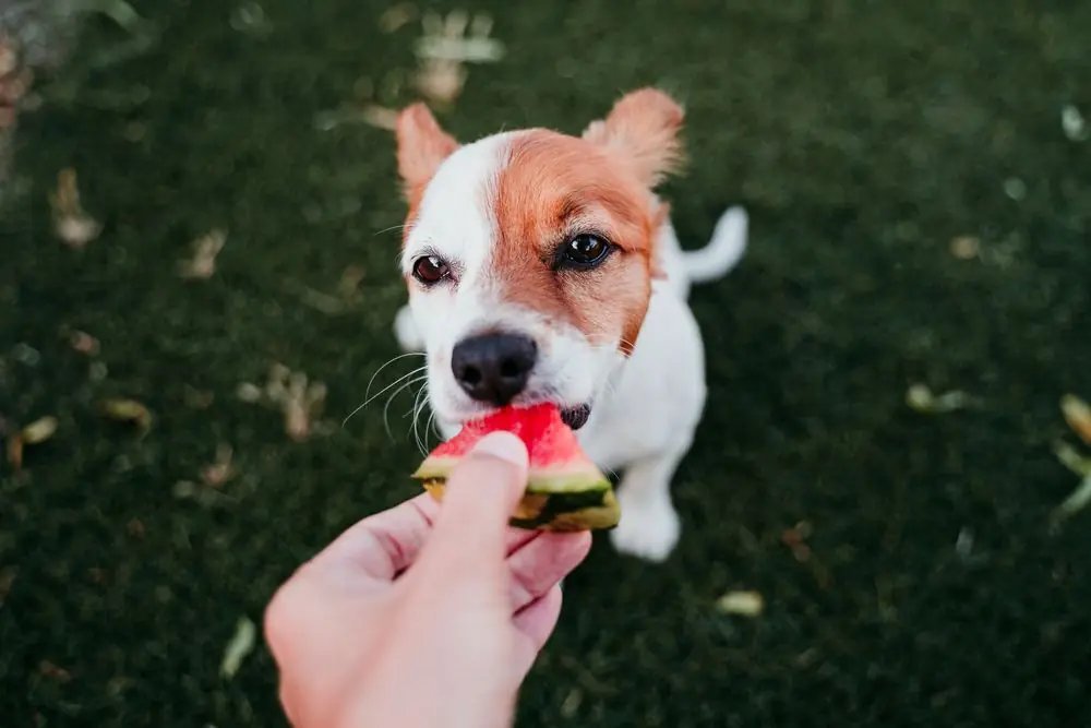 Dieta natural como mejor opción para alimentar a tu perro