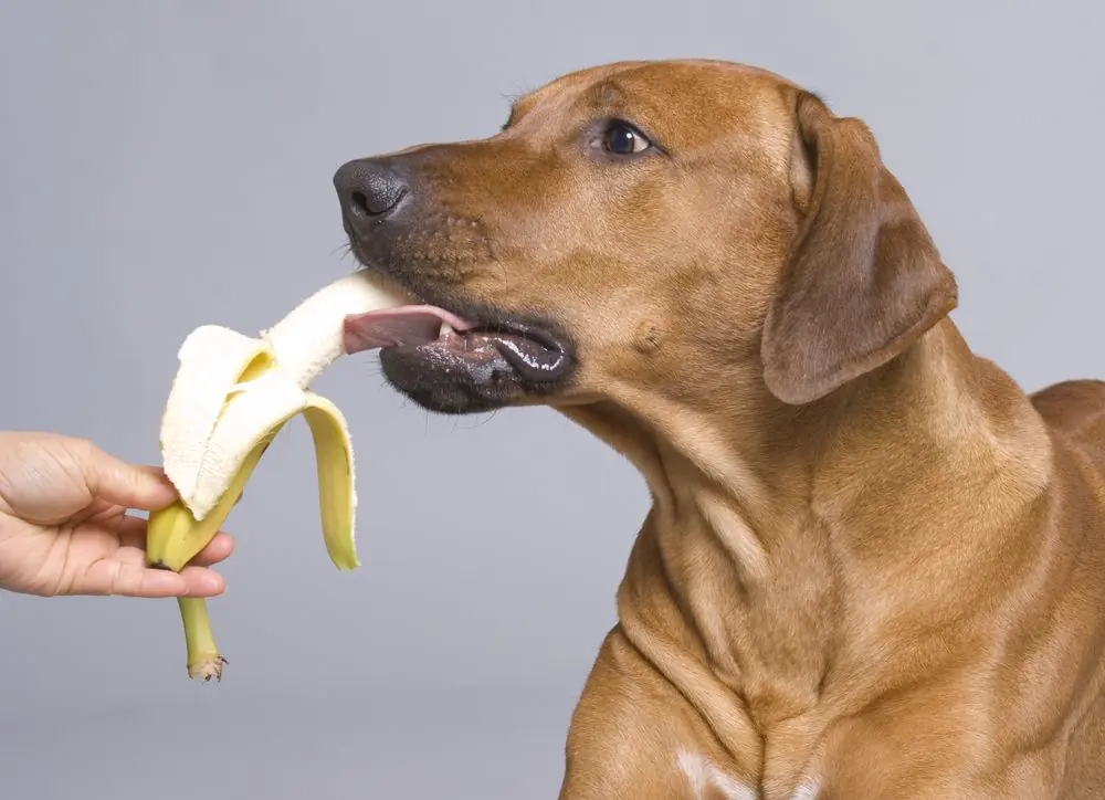 frutas buenas para perro