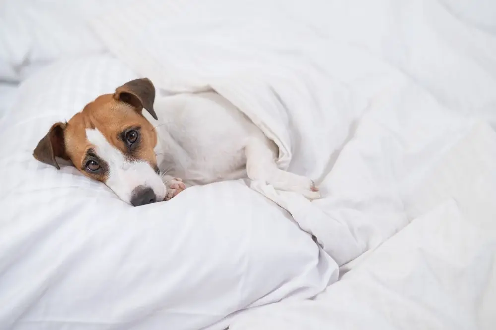 L'insufficienza renale nel cane: quando preoccuparsi?