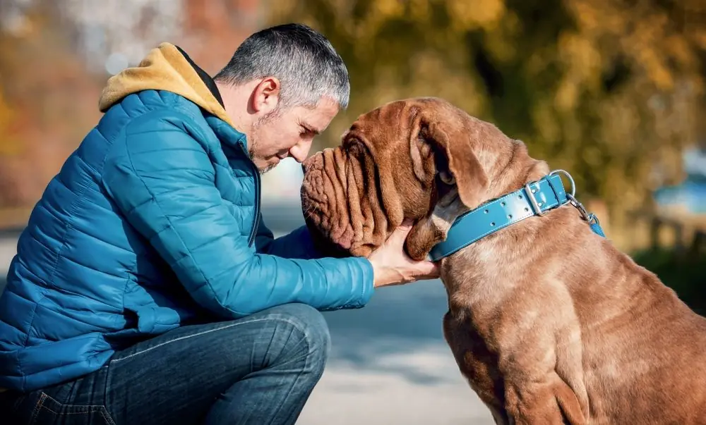 Neapolitan,Mastiff ,Dog,Owner,With,His,Best,Friend ,Friendship,Between