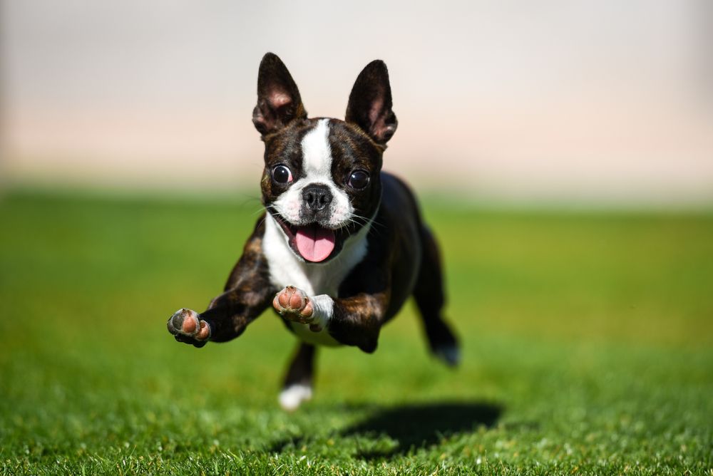 perro boston terrier