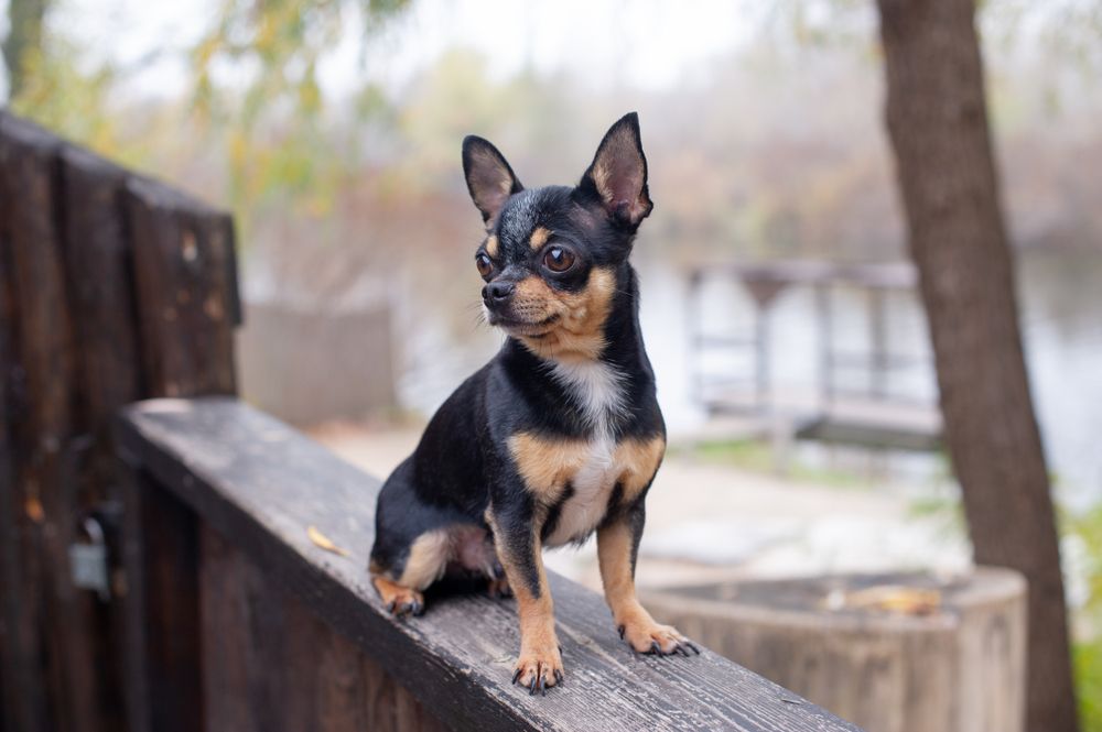 perro chihuahua