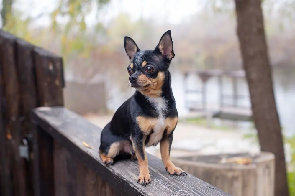 perro chihuahua