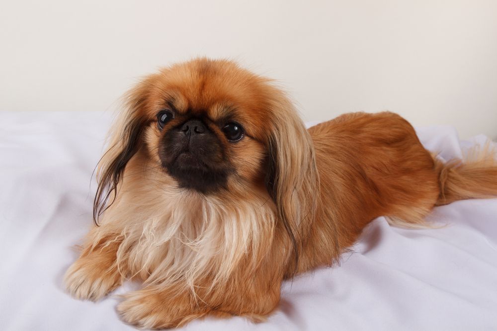 perro pekines