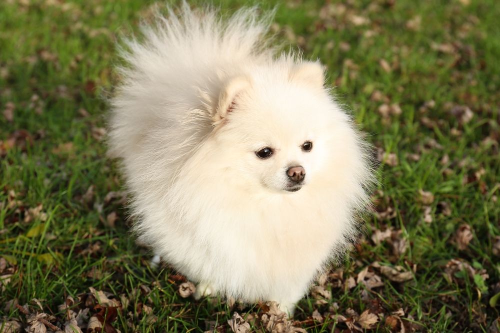 perro pomerania