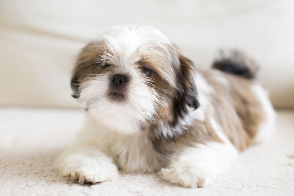 perro shi tzu
