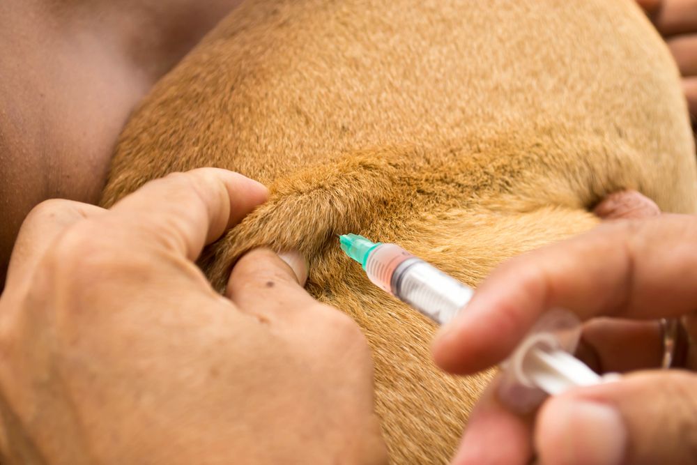 premier secours chien