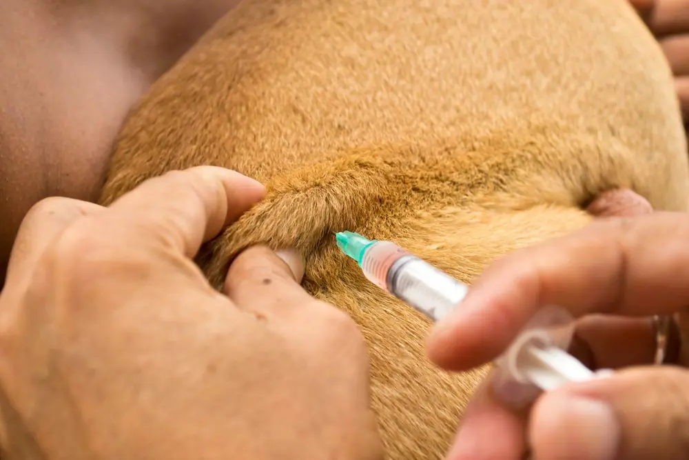 premier secours chien