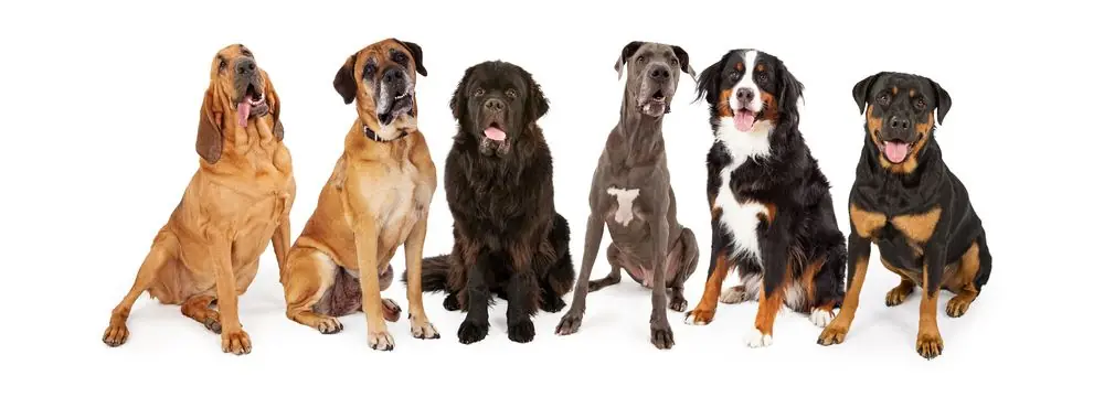 chiens gétants