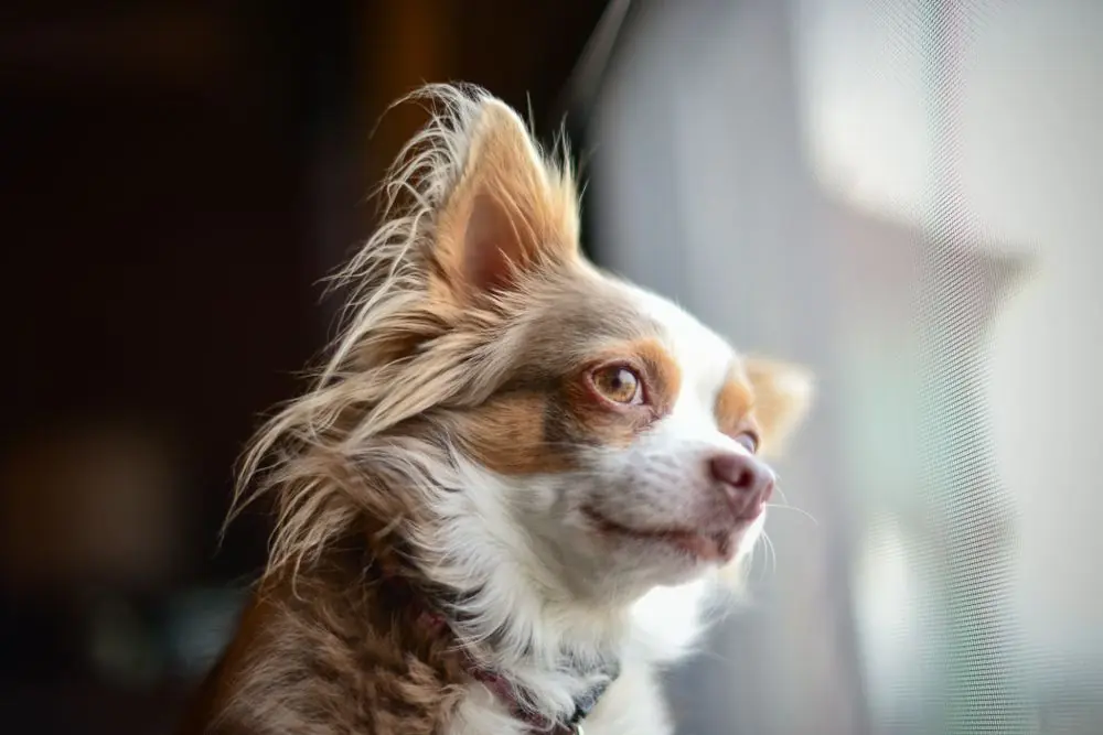 Le migliori razze di cani di piccola taglia: scopri il tuo nuovo amico a quattro zampe
