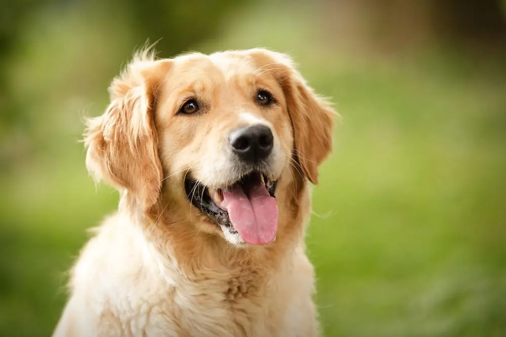 Le razze di cani di grossa taglia più adatte alla vita in famiglia