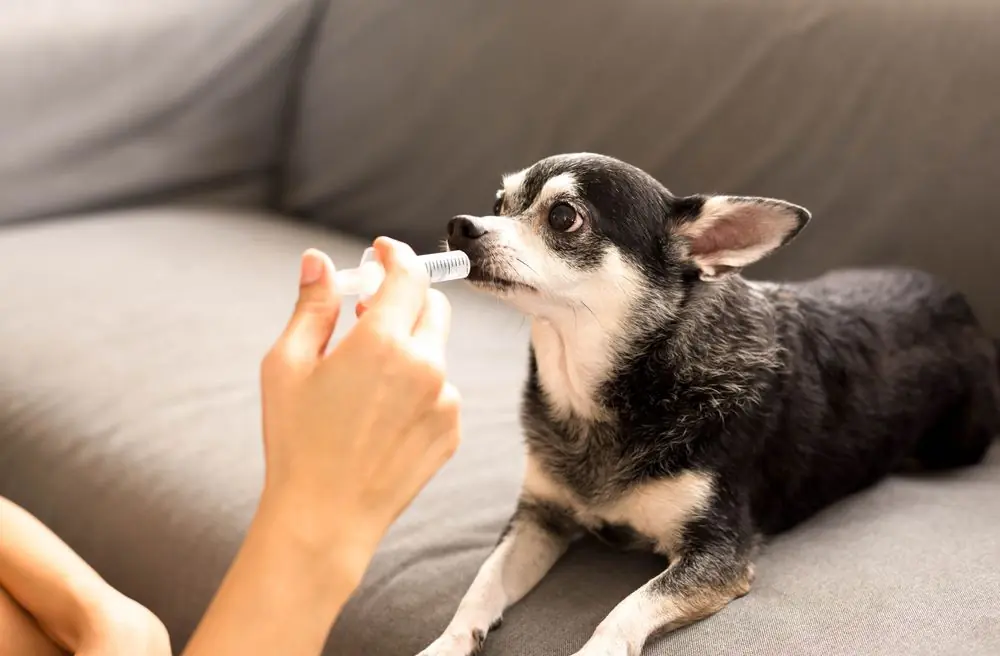 soigner chien