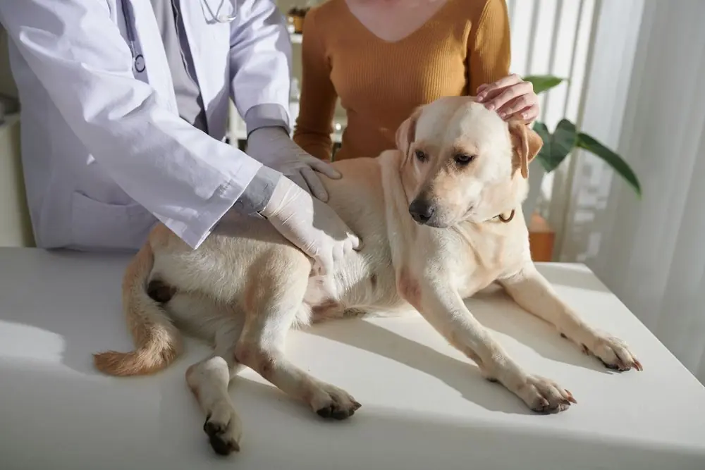 Les dangers de la torsion de l'estomac chez les chiens: Que faire et comment la prévenir ?