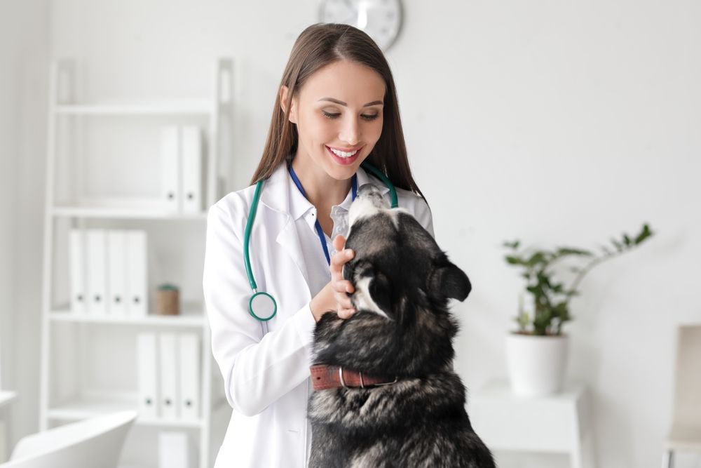veterinaire chien