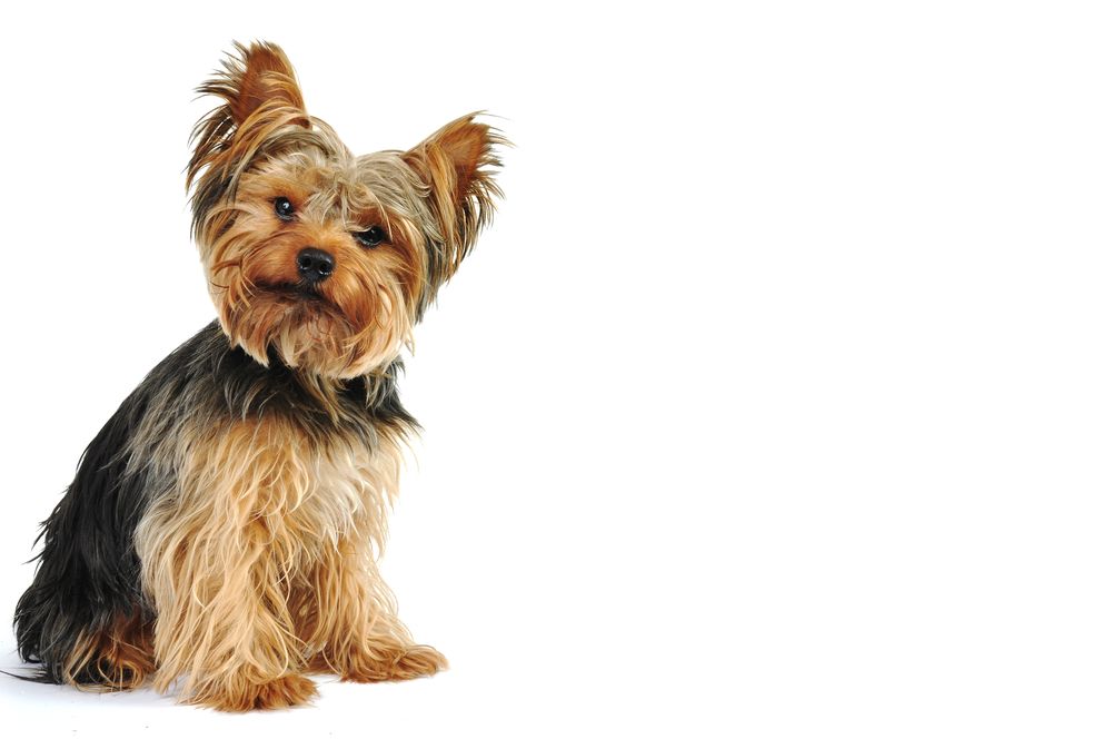 Yorkshire,Terrier,In,White,Studio