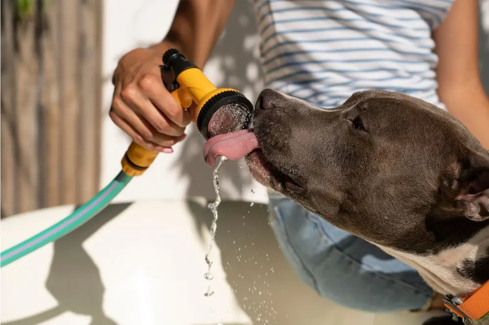 5 façons d'aider votre chien à supporter la chaleur de l'été