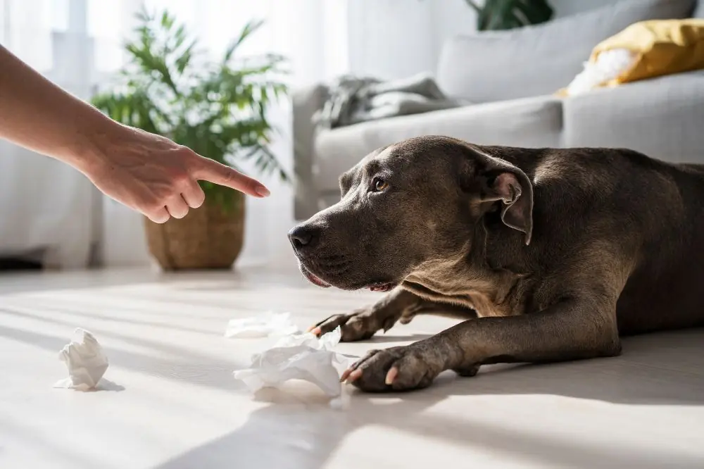 5 façons d'apprendre des tours à votre chien