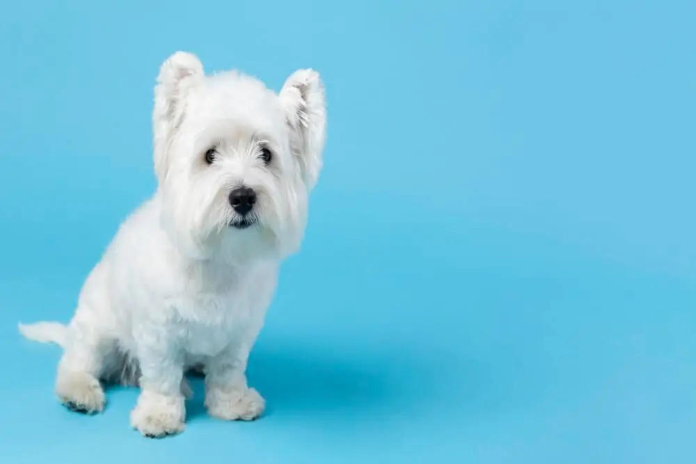 Perro Coton de Tuléar posando de forma adorable para la cámara