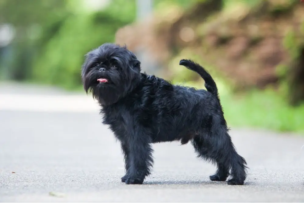 Conoce la raza Affenpinscher. Características, Cuidados y Carácter