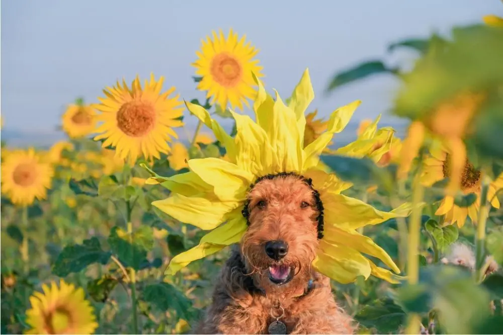 Conoce la raza Airedale Terrier. Características, Cuidados y Carácter